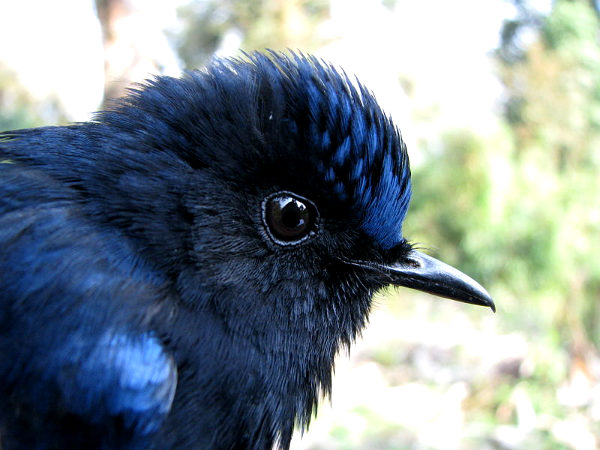 White-tailed Robin