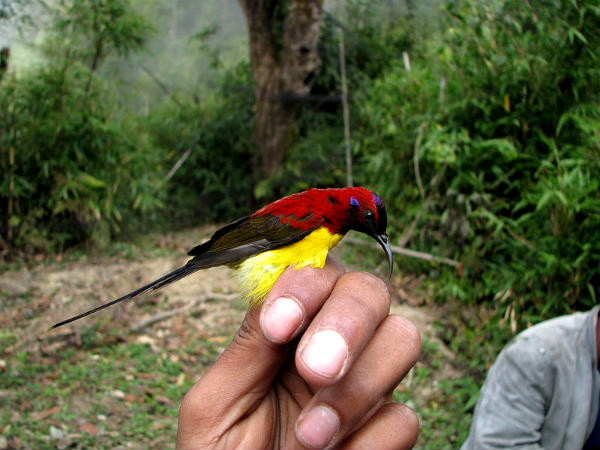 Sunbird