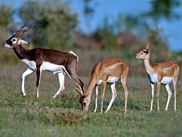 Biodiversity