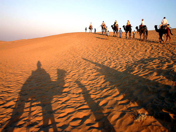 Camel Safari
