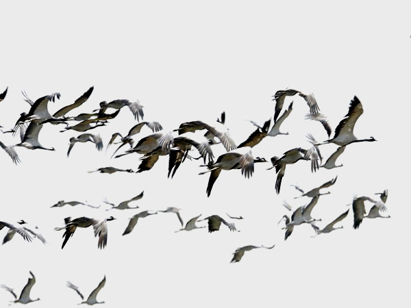 Wildlife Sanctuaries