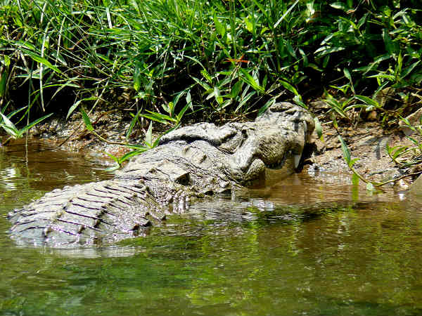 Ranganathittu for Lively Species