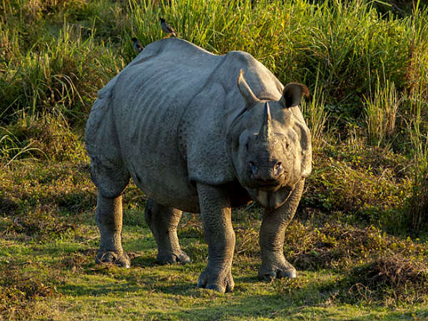 Kaziranga National Park