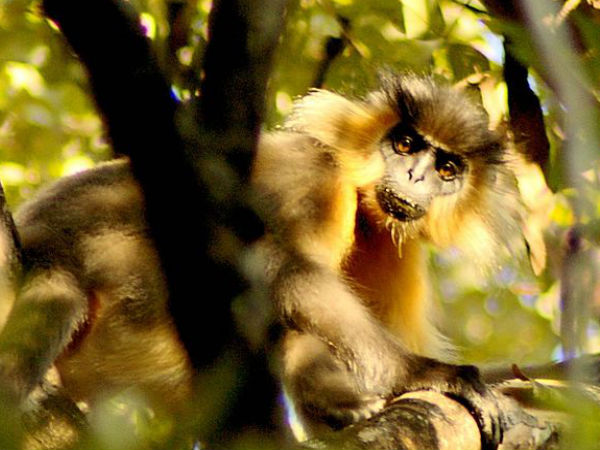 Manas National Park