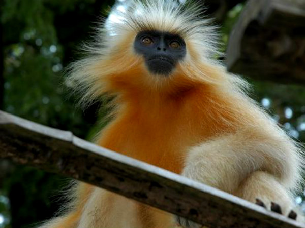 Chakrashila Wildlife Sanctuary