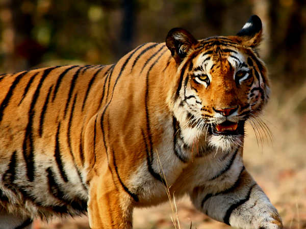 Explore the Wildlife of Odisha Part 1 Nativeplanet