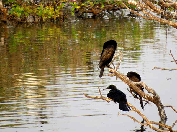 Bird Watching