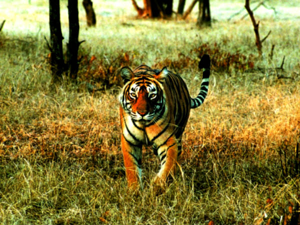 Safari Through Bandipur...