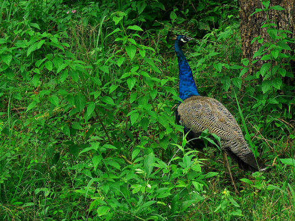Birding at Masinagudi...