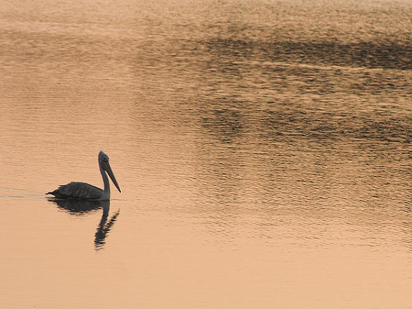 Madivala Lake, Birding Calls!