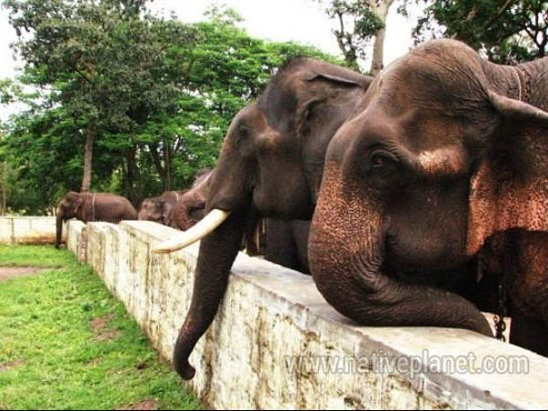 Dubare, Feel Big; Feel Elephant!