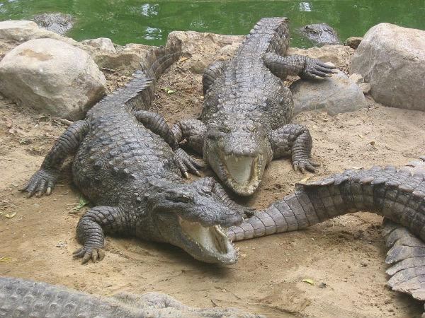 Crocodile Bank