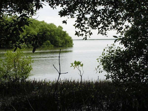 Muthupet Lagoon
