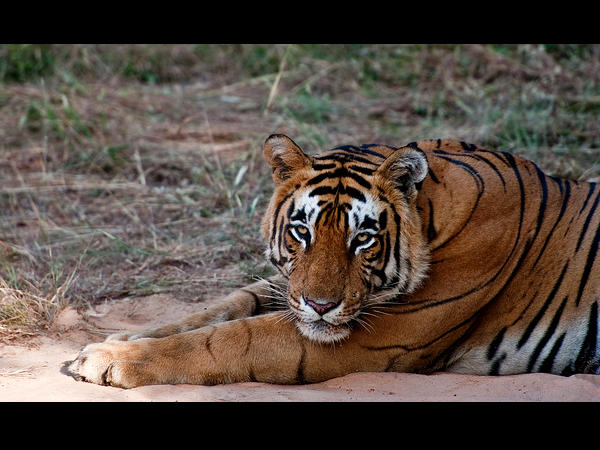Ranthambore, Strictly Not a Fairytale!