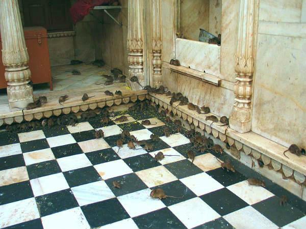 Rats Are Worshipped Here!