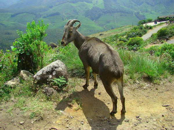 Eravikulam National Park