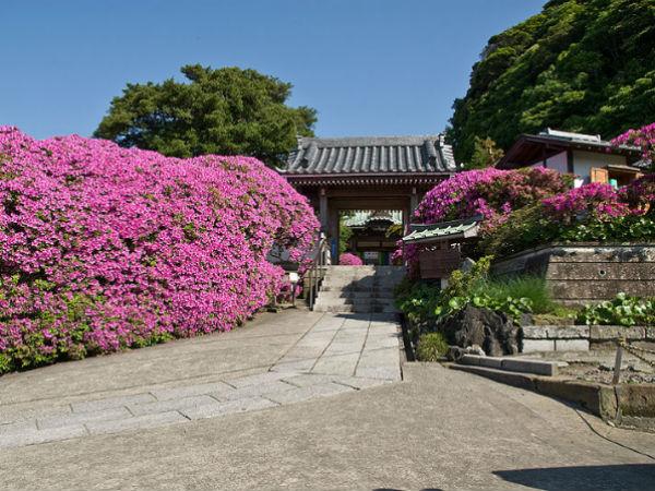 The Blooming Rhododendrons!
