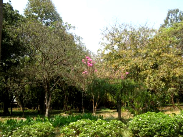 Coolie – Cubbon Park in Bangalore