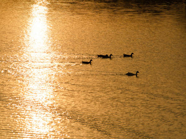 Birds of Lalbagh