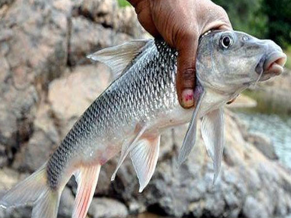 February:  Cauvery fishing camp