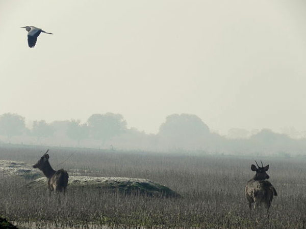 Keoladeo National Park
