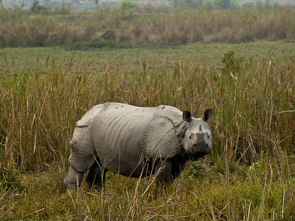 Kaziranga Wildlife Sanctuary