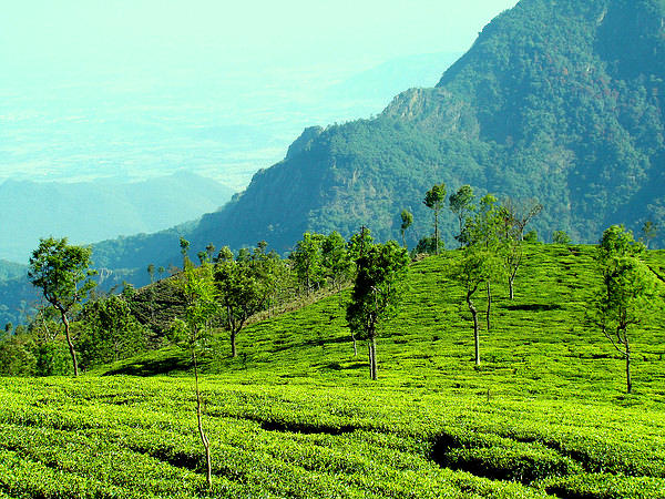 Ooty