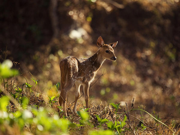 Kabini Reserve Forest