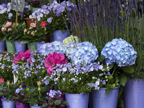 Fancy flower shops
