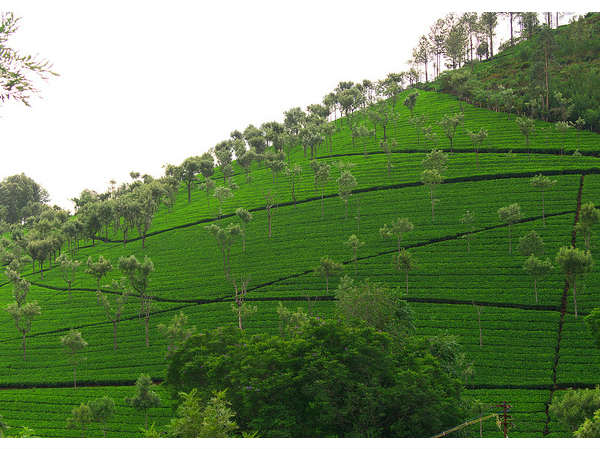 Kodanadu's View Point 