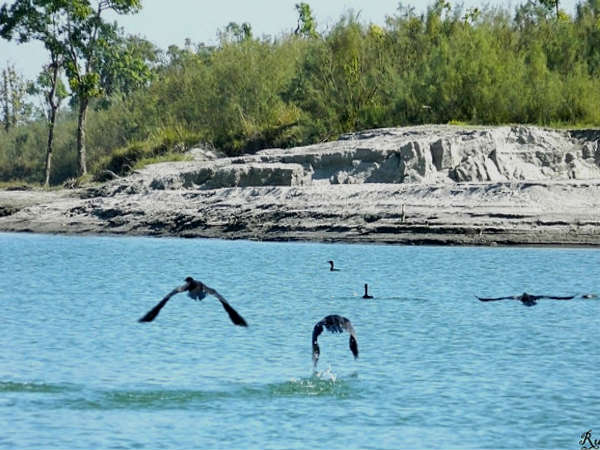 Dibru-Saikhowa national park