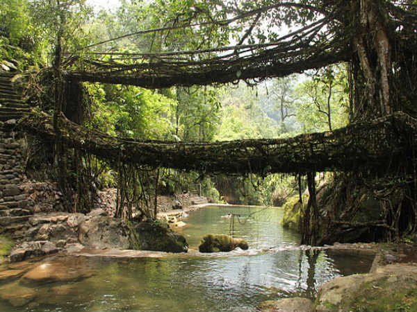 Living Root Bridges, Meghalaya