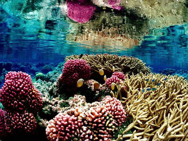 Coral Reef, Lakshadweep