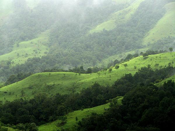 The Shola Grasslands of Nilgiri