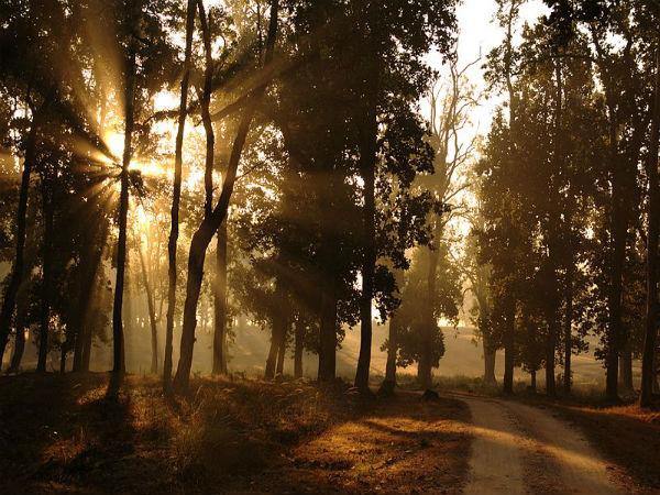 Kanha National Park in Madhya Pradesh