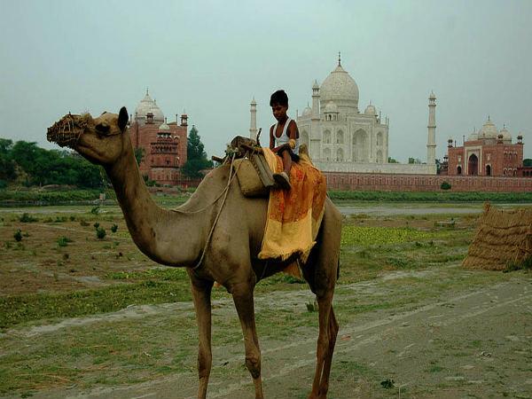 Ride on the Camel