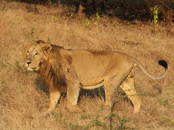 Gir National Park