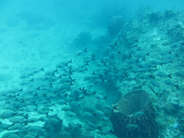 Havelock Island