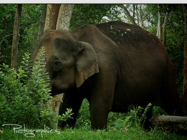 Mudumalai Wildlife Sanctuary