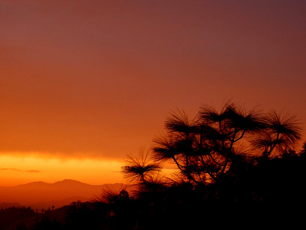 Best Places to Visit in Naldehra