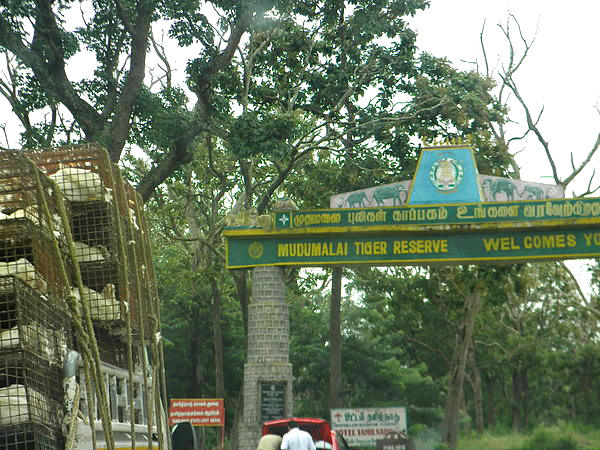 Jungle Safari at Mudumalai
