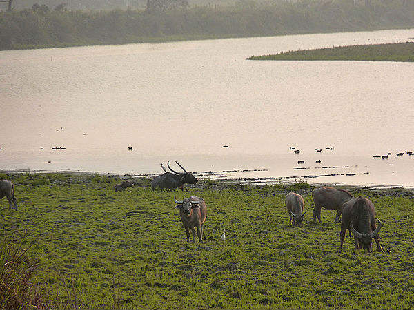 Kaziranga
