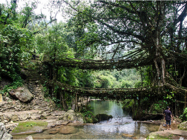 Living Root Bridges