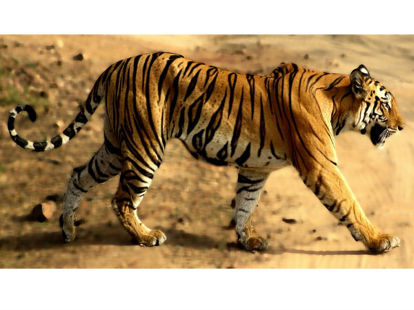 3. Wildlife at Bandhavgarh
