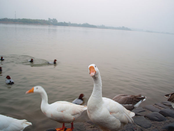 Sukhna Lake