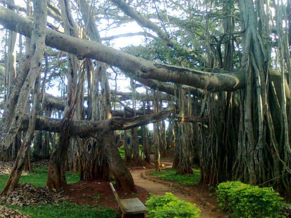 Big Banyan Tree