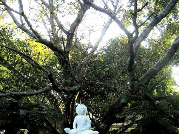 Mahabodhi Society