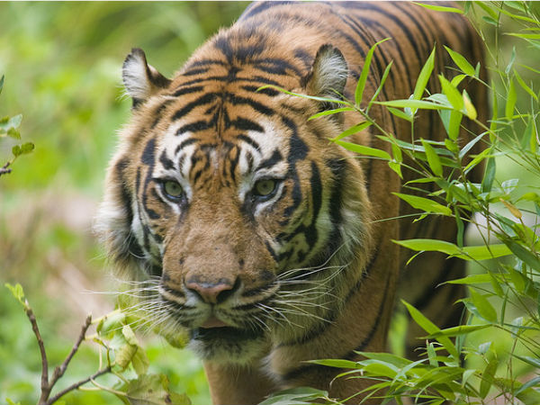 Tadoba Tiger Reserve: Day 05