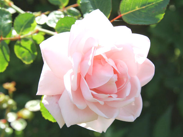 Rose garden