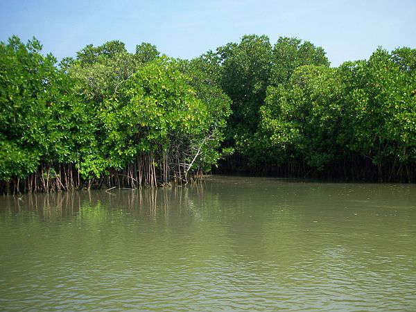 Pichavaram